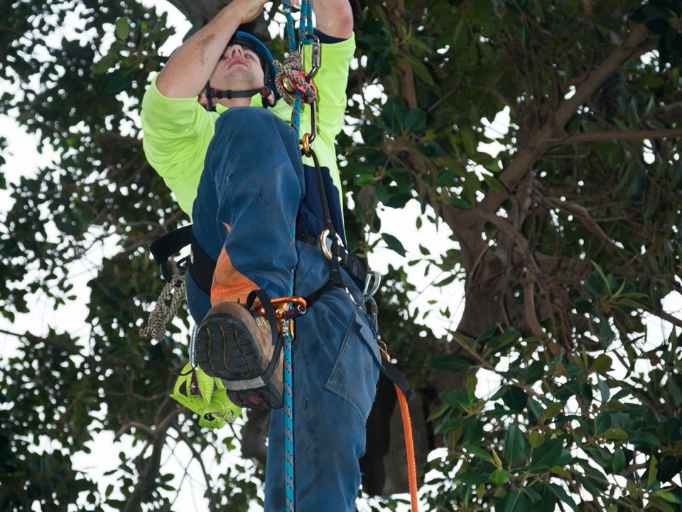 Qualified arborist working in a mature tree during a property survey in Berkshire