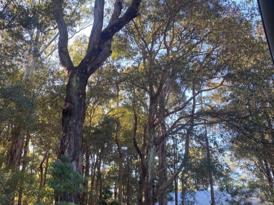 Mature trees in a Berkshire parkland setting due for routine re-inspection